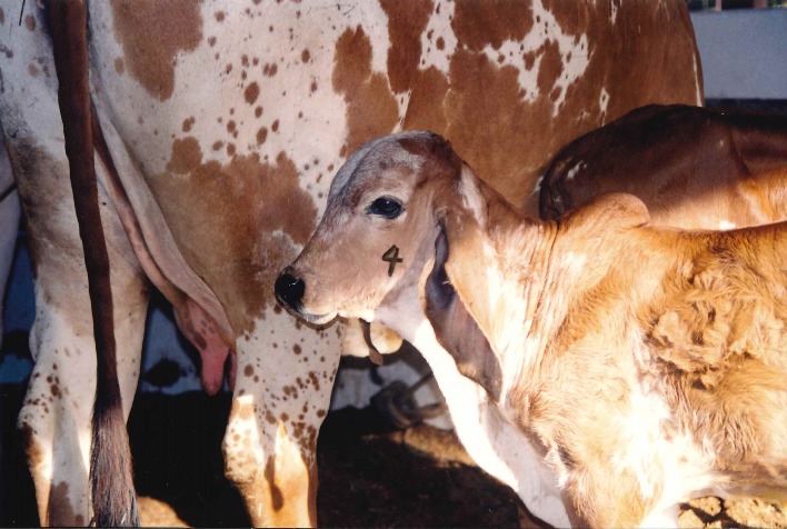 Minas alcança 77,5� índice vacinal contra brucelose em bovinos e bubalinos