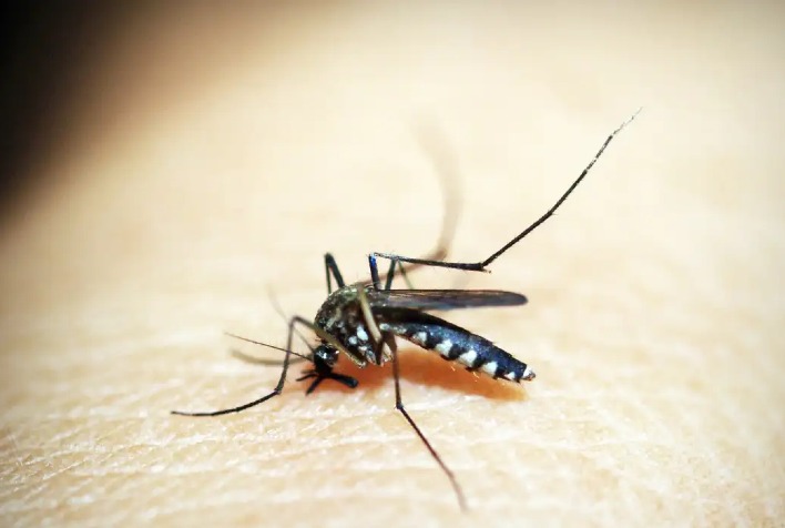 Em quatro meses, Viçosa supera 2023 em casos confirmados de dengue