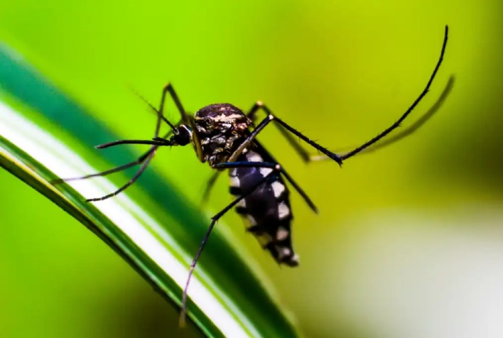 Viçosa: registros de casos de dengue diminuem, mas situação ainda é de risco