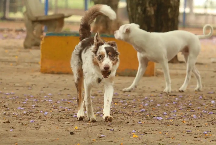 Prefeitura de Viçosa regulamenta o Fundo Municipal de Proteção aos Animais