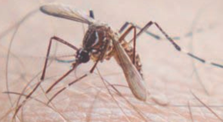 Febre Chikungunya investigada em Viçosa