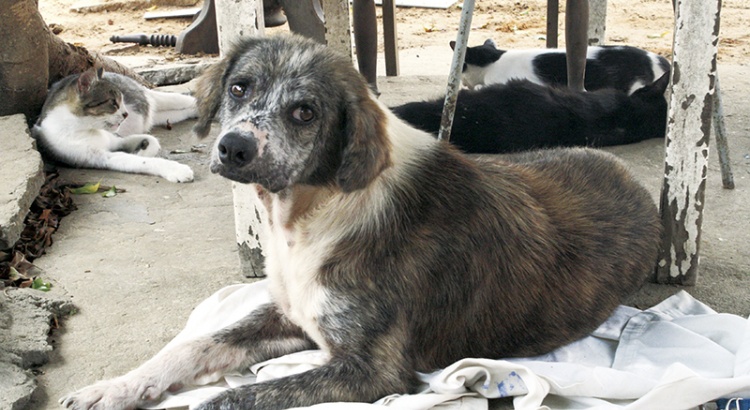 Audiência Pública discutirá controle populacional e uso de animais em pesquisas