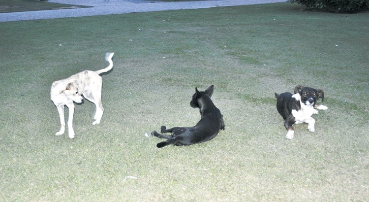 Aumenta o número de cães abandonados em Viçosa