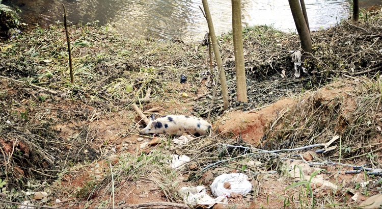 Ribeirão vira depósito de dejetos na Piuna