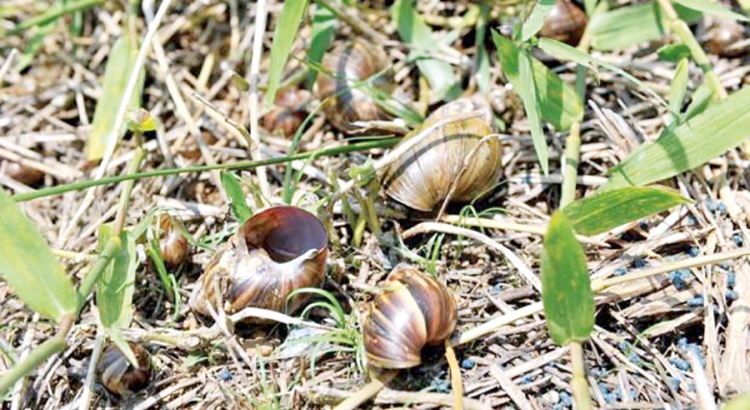 Caramujos infestam lote na Santa Rita