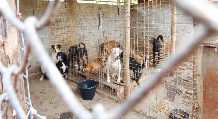 Com a morte de cuidadora voluntária, 37 cães poderão ir para as ruas em Viçosa