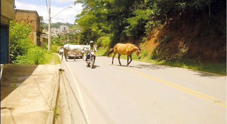 População continua convivendo com animais soltos pelas ruas