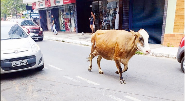 Aconteceu de novo: vacas circulam livremente pelas ruas da cidade