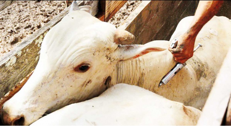 Vacinação contra febre aftosa começou no dia 1º