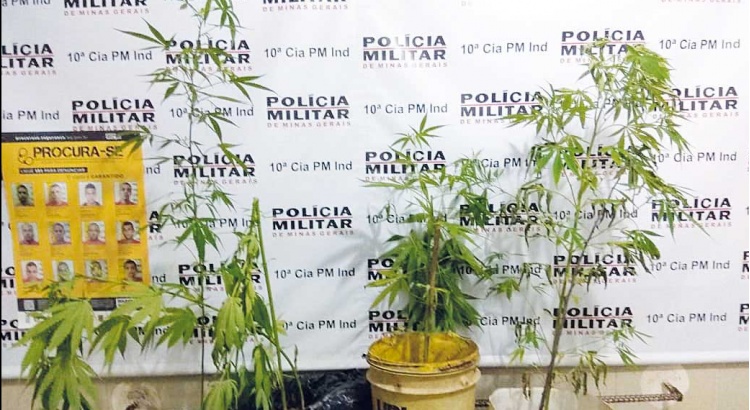 Homem em fuga abandona automóvel com pés de maconha no Fundão