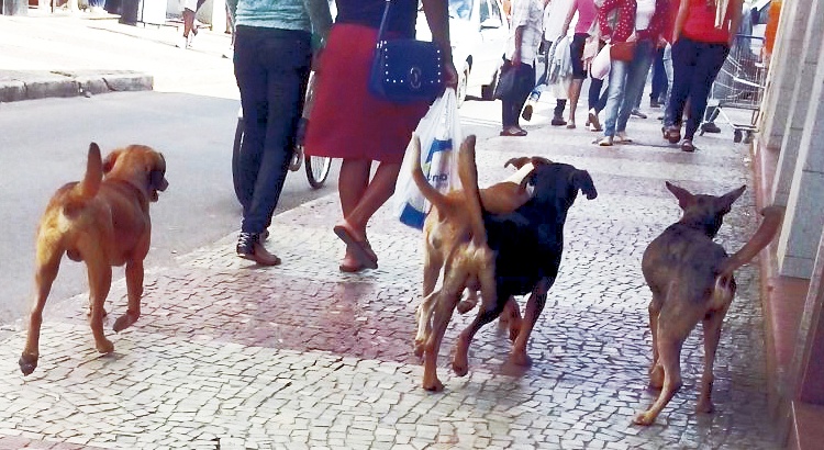 Prefeitura diz que irá solucionar o problema dos cães de rua